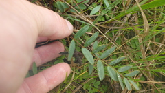 Gueldenstaedtia verna