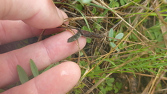 Gueldenstaedtia verna