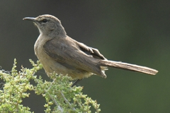 Cercotrichas coryphoeus