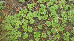 Potentilla acaulis