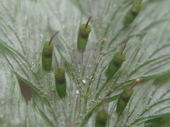 Trichomanes cupressoides