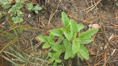 Nepeta multifida