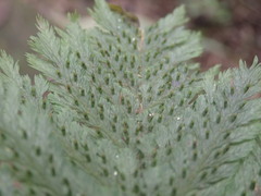 Trichomanes cupressoides