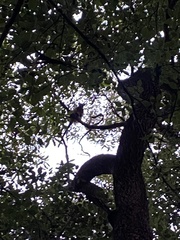 Dendrolagus lumholtzi