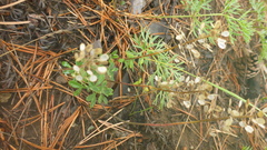 Odontarrhena obovata