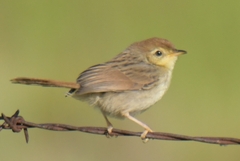 Cisticola subruficapilla