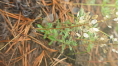 Odontarrhena obovata