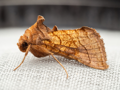 Thysanoplusia violascens