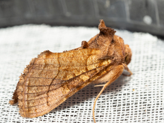 Thysanoplusia violascens