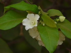 Vallaris solanacea