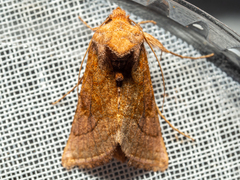 Thysanoplusia violascens