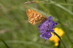 Boloria
