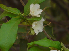 Vallaris solanacea