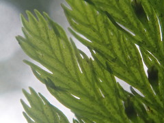 Trichomanes cupressoides