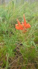 Lilium pumilum