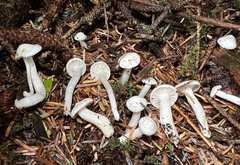 Hygrophorus piceae