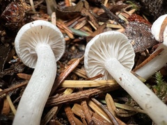 Hygrophorus piceae