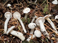 Hygrophorus piceae
