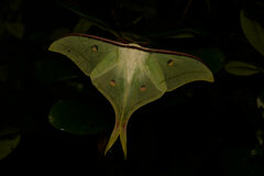 Actias selene
