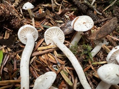Hygrophorus piceae