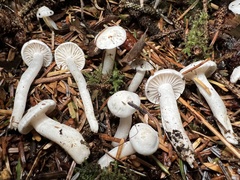 Hygrophorus piceae