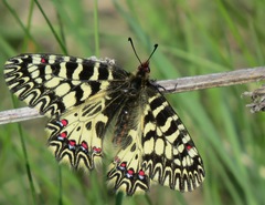 Zerynthia polyxena