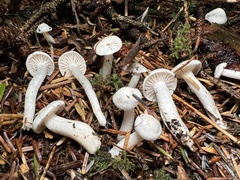 Hygrophorus piceae