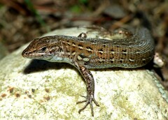 Psammodromus edwarsianus