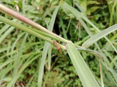 Riptortus linearis