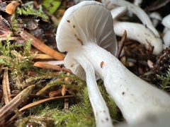 Hygrophorus piceae