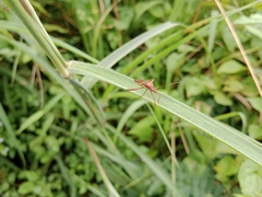 Riptortus linearis