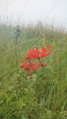Lilium pumilum