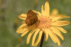 Boloria pales