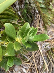 Coprosma serrulata