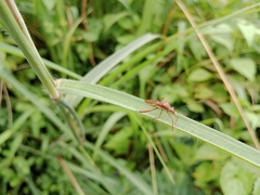 Riptortus linearis