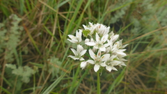 Allium ramosum