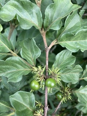 Vangueria macrocalyx