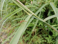 Riptortus linearis