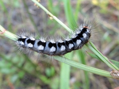 Acronicta cinerea