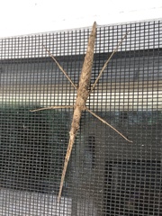 Pachymorpha