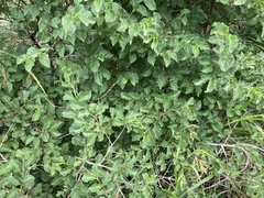 Vangueria macrocalyx