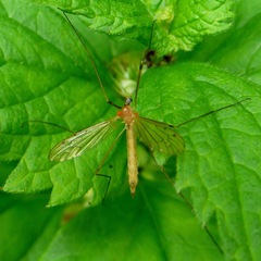 Limonia phragmitidis