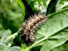 Melitaea didyma
