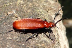 Pyrochroa serraticornis