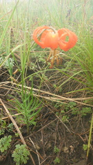 Lilium pumilum