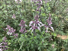 Syncolostemon teucriifolius