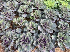 Brassica oleracea viridis