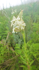 Silene amoena