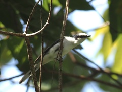 Pericrocotus divaricatus