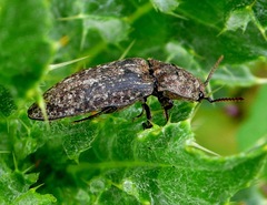 Agrypnus murinus